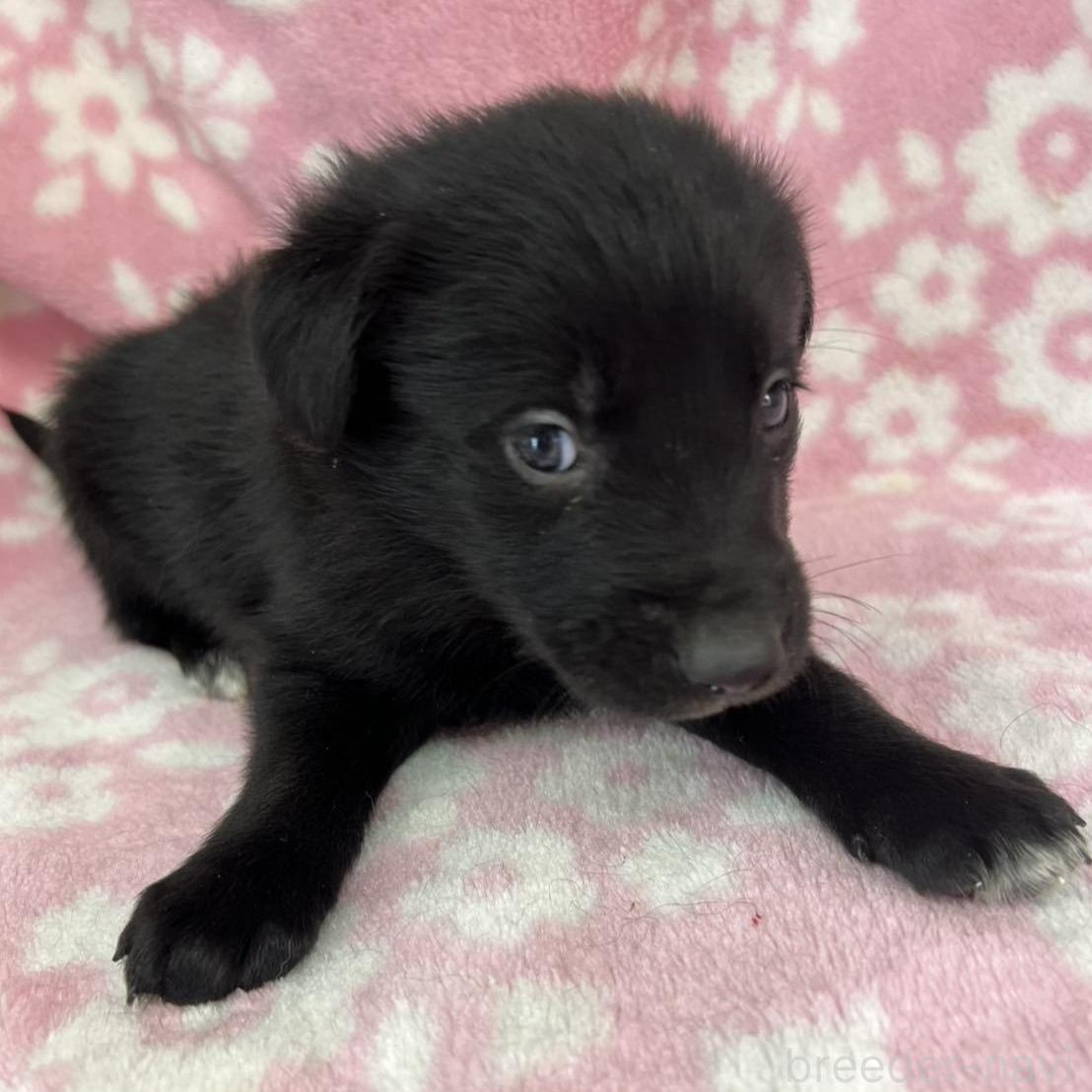 販売中の長野県のミックス犬-389871の4枚目