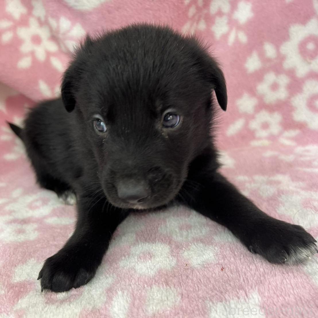 販売中の長野県のミックス犬-389871の1枚目
