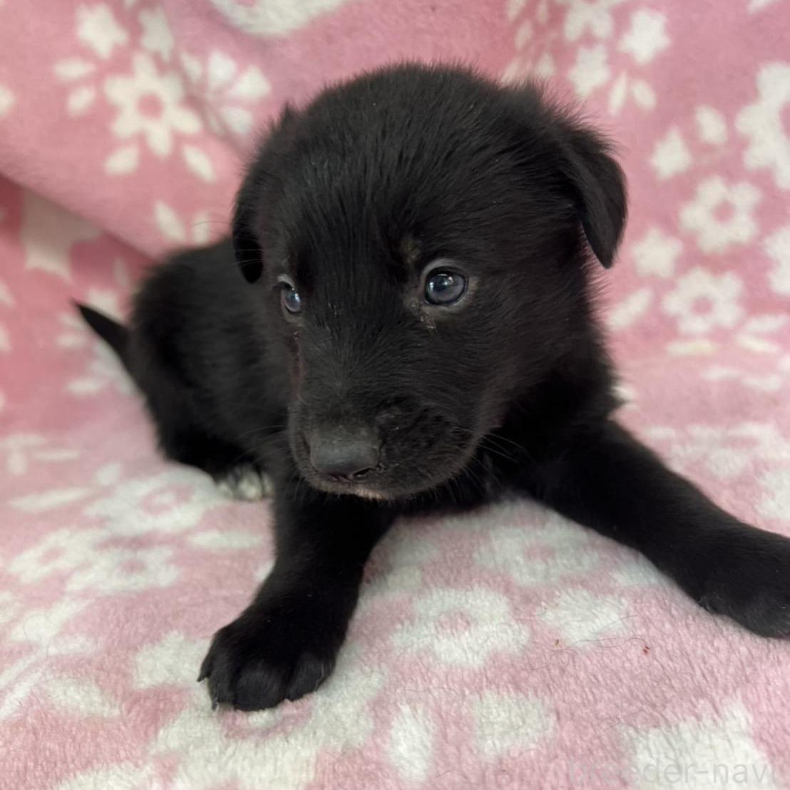 販売中の長野県のミックス犬-389871の3枚目