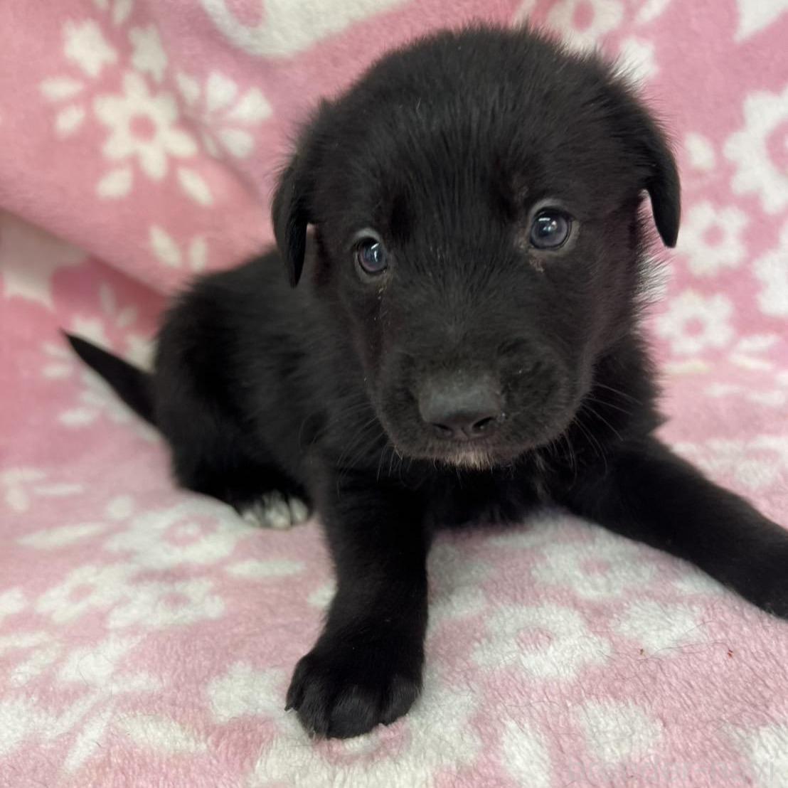 販売中の長野県のミックス犬-389871の2枚目