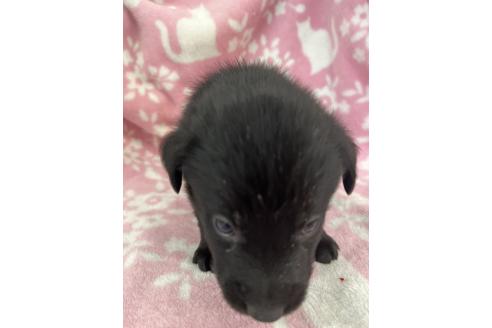 成約済の長野県のミックス犬-389872の6枚目