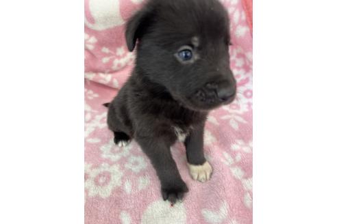 販売中の長野県のミックス犬-389873の8枚目