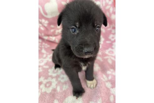 販売中の長野県のミックス犬-389873の7枚目