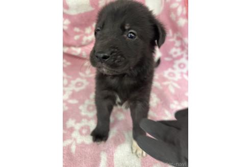 販売中の長野県のミックス犬-389873の6枚目