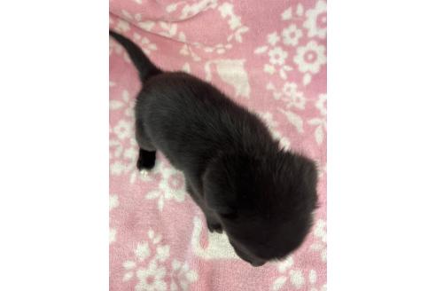 販売中の長野県のミックス犬-389873の2枚目