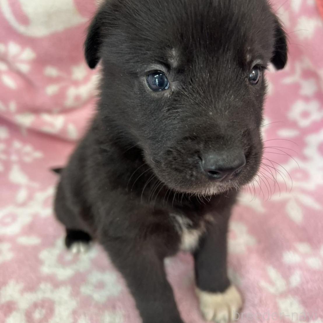 販売中の長野県のミックス犬-389873の1枚目