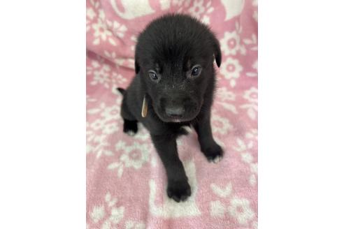 販売中の長野県のミックス犬-389876の7枚目