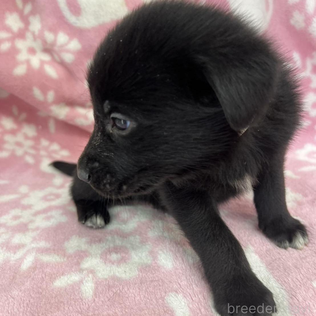 販売中の長野県のミックス犬-389876の5枚目