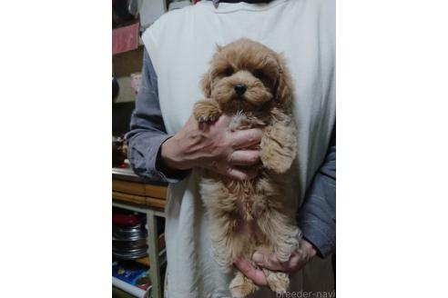 販売中の栃木県のマルプー:マルチーズ×トイプードル-389880の3枚目
