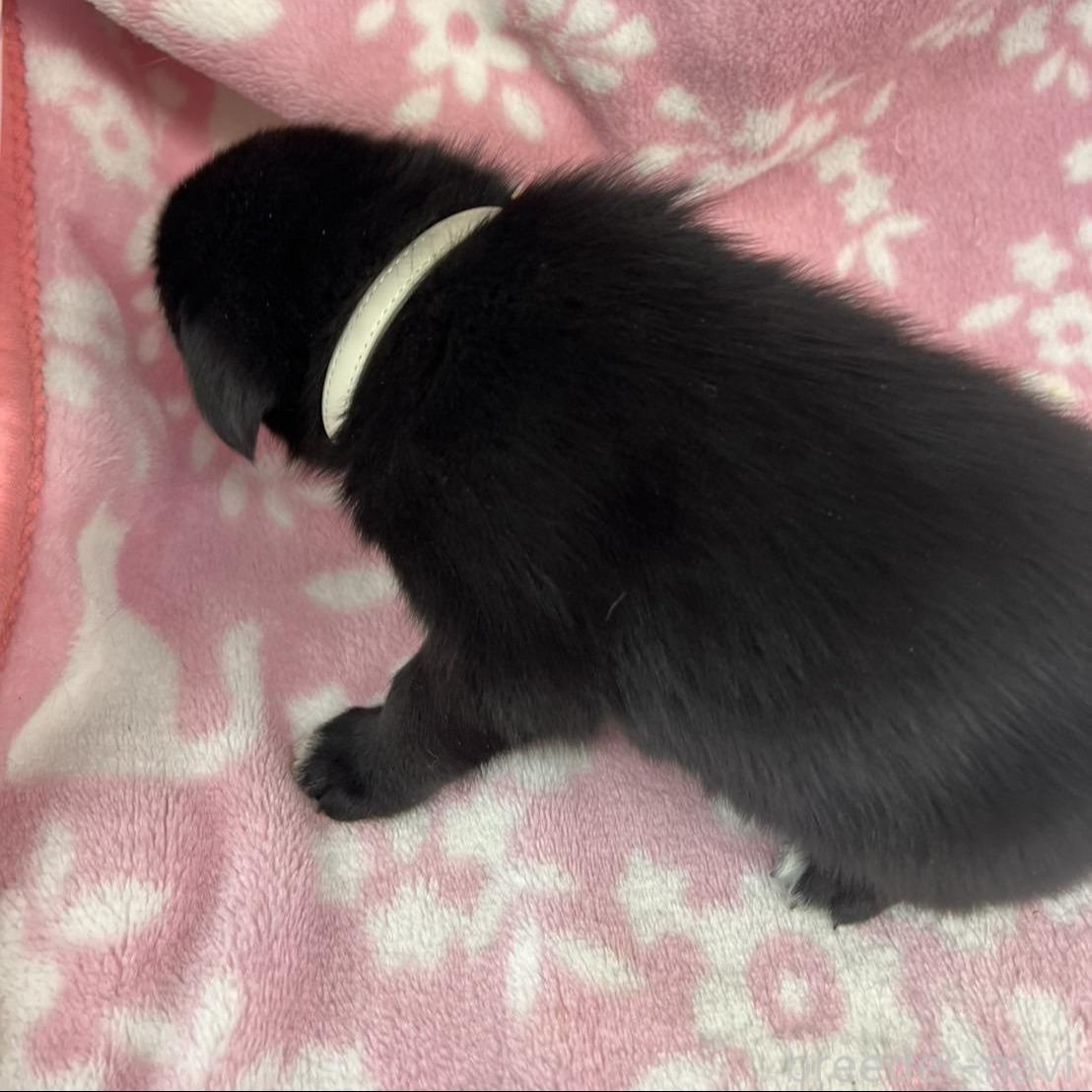 販売中の長野県のミックス犬-389876の4枚目