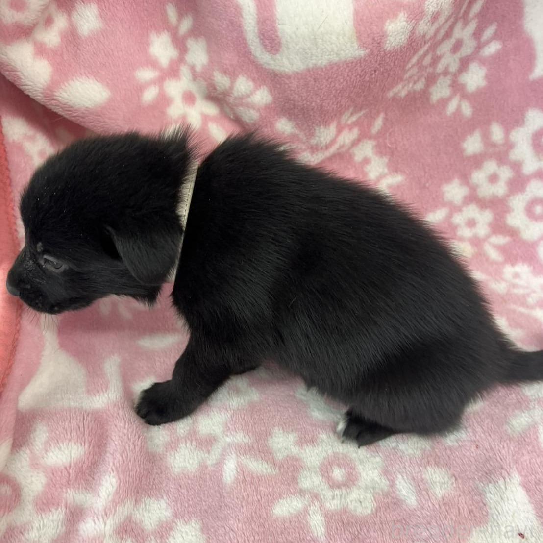 販売中の長野県のミックス犬-389876の3枚目
