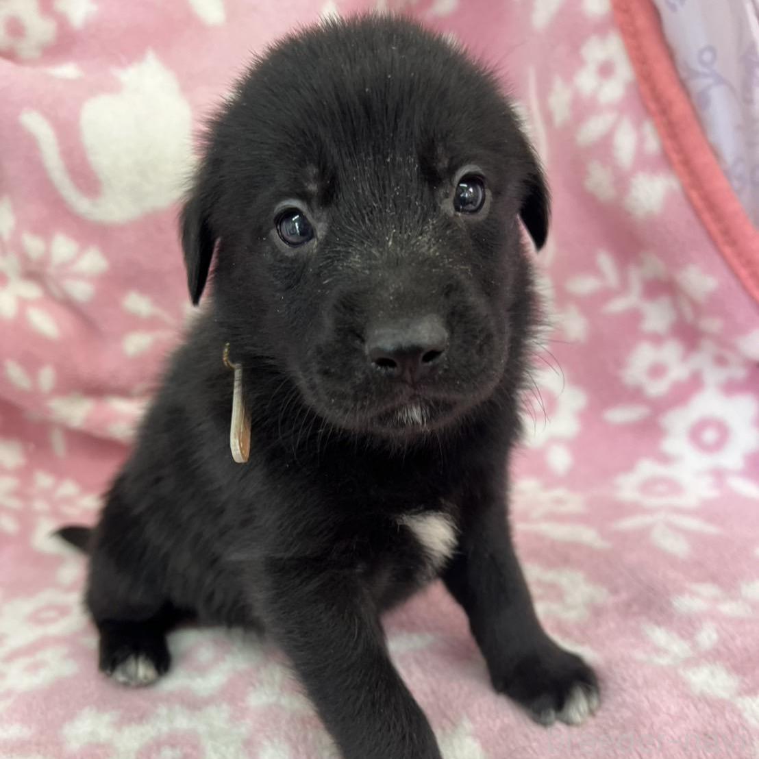 販売中の長野県のミックス犬-389876の1枚目