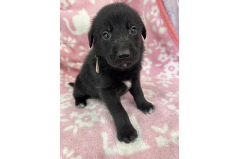 販売中の長野県のミックス犬-389876の2枚目