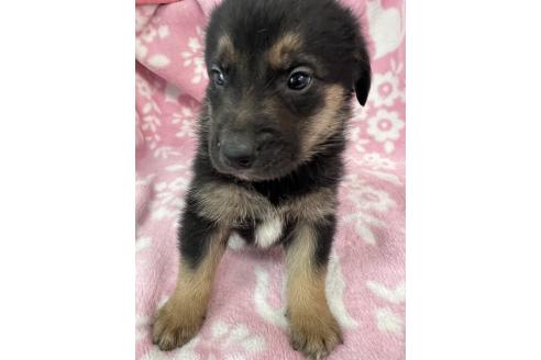 成約済の長野県のミックス犬-389877の6枚目