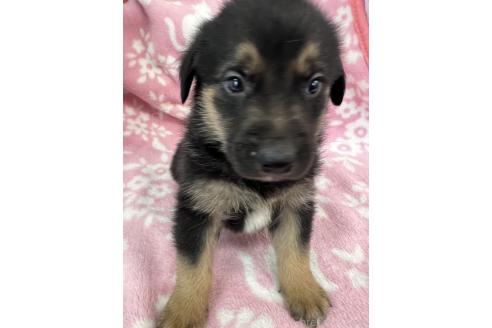 成約済の長野県のミックス犬-389877の4枚目