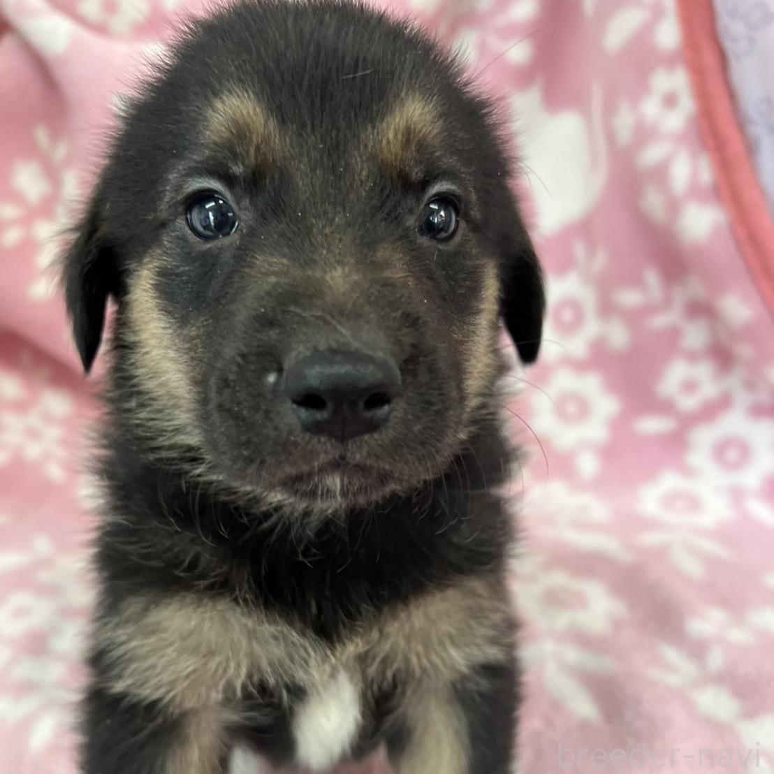 成約済の長野県のミックス犬-389877の1枚目