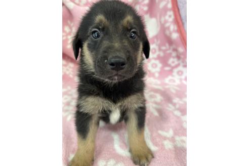 成約済の長野県のミックス犬-389877の2枚目