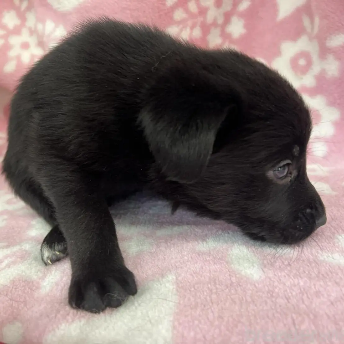 成約済の長野県のミックス犬-389879の5枚目