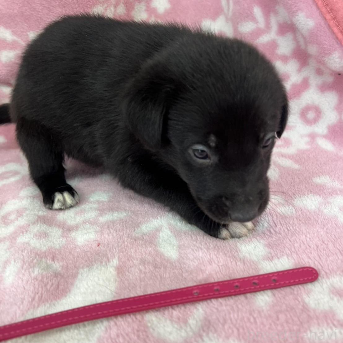 成約済の長野県のミックス犬-389881の1枚目