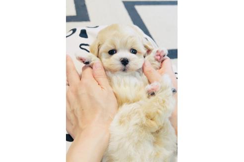 販売中の福岡県のミックス犬-389886の6枚目