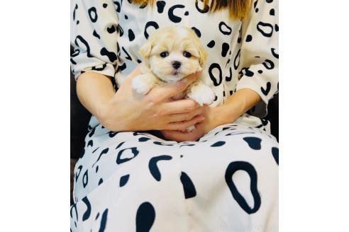 販売中の福岡県のミックス犬-389886の5枚目