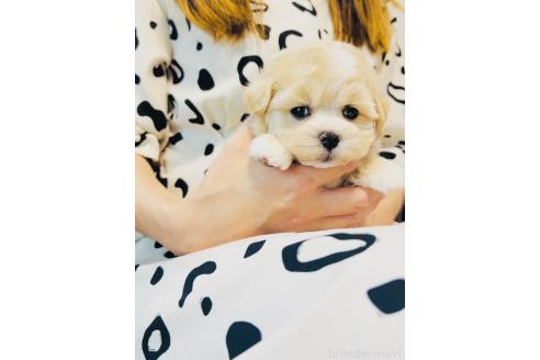 販売中の福岡県のミックス犬-389886の4枚目