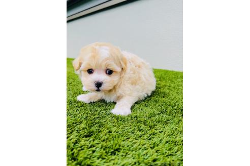 販売中の福岡県のミックス犬-389886の3枚目
