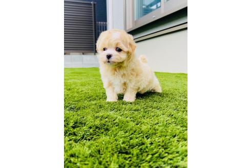 販売中の福岡県のミックス犬-389886の2枚目