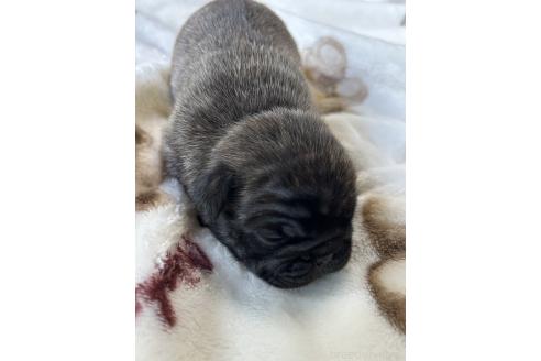 販売中の秋田県のミックス犬-389902の2枚目