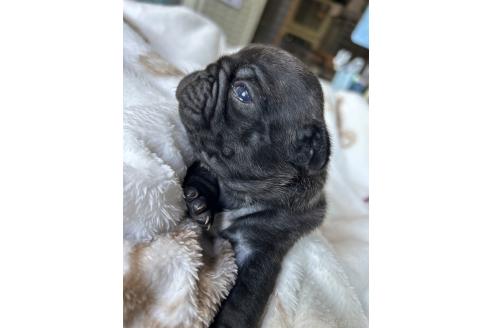 販売中の秋田県のミックス犬-389904の4枚目