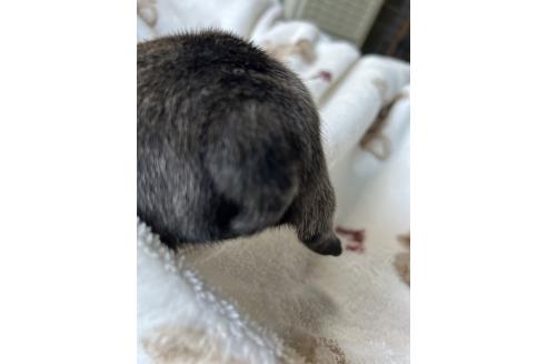 販売中の秋田県のミックス犬-389904の3枚目