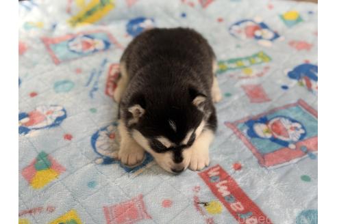 販売中の長野県のシベリアンハスキー-389934の5枚目