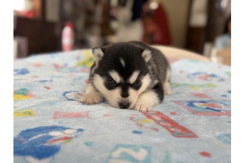販売中の長野県のシベリアンハスキー-389934の4枚目