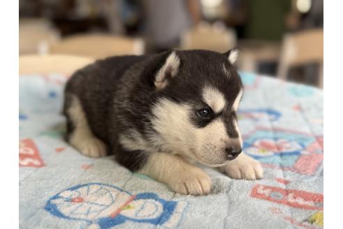 販売中の長野県のシベリアンハスキー-389936の5枚目