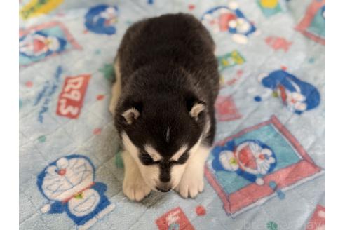 販売中の長野県のシベリアンハスキー-389936の4枚目