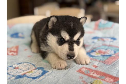 販売中の長野県のシベリアンハスキー-389936の3枚目