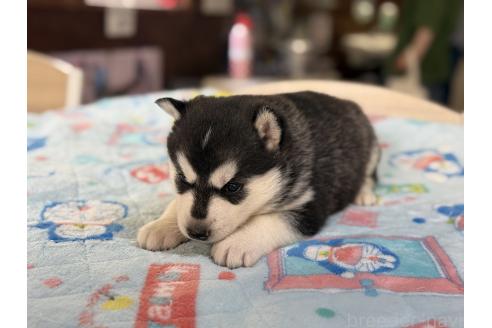 販売中の長野県のシベリアンハスキー-389936の2枚目