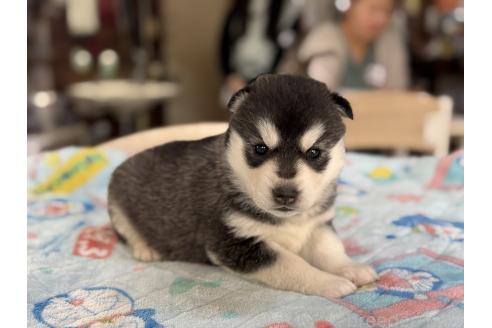 販売中の長野県のシベリアンハスキー-389937の6枚目