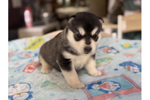販売中の長野県のシベリアンハスキー-389937の3枚目