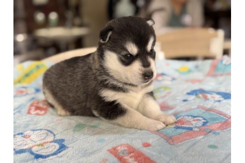 販売中の長野県のシベリアンハスキー-389937の2枚目