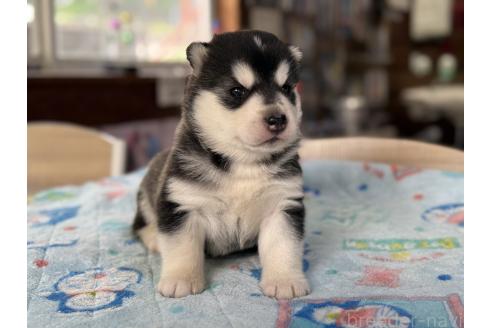 成約済の長野県のシベリアンハスキー-389938の5枚目