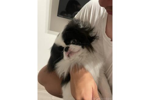 のの狆 (チン)-
