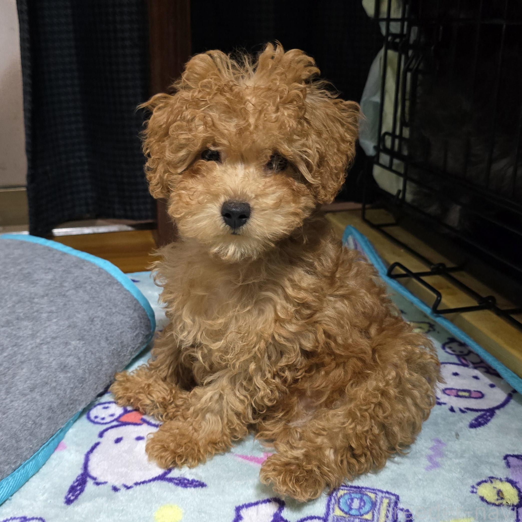 販売中の岡山県のトイプードル-374255の6枚目