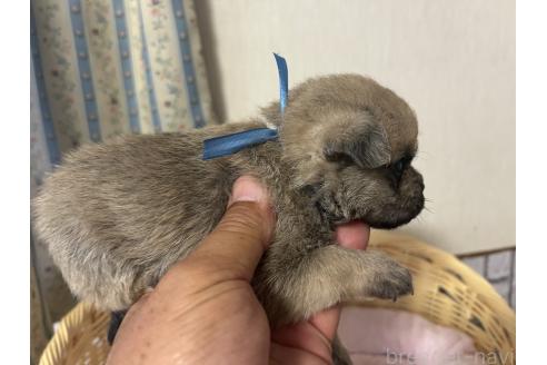 販売中の岡山県のミックス犬-388045の11枚目
