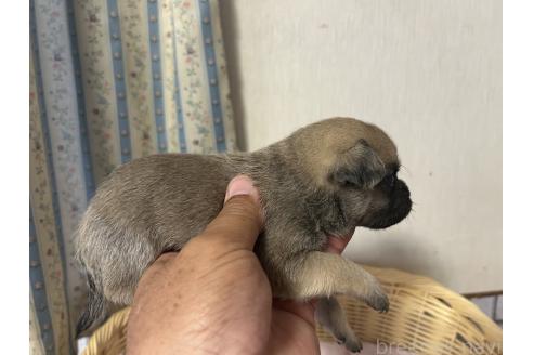 成約済の岡山県のミックス犬-388047の9枚目