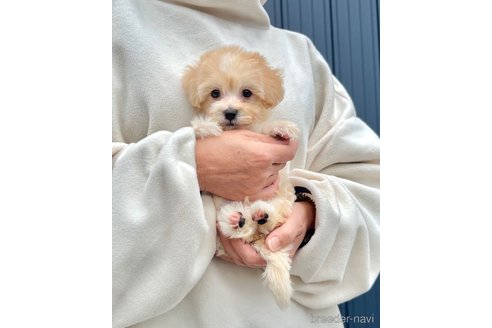 販売中の千葉県のマルプー:マルチーズ×トイプードル-386391の8枚目