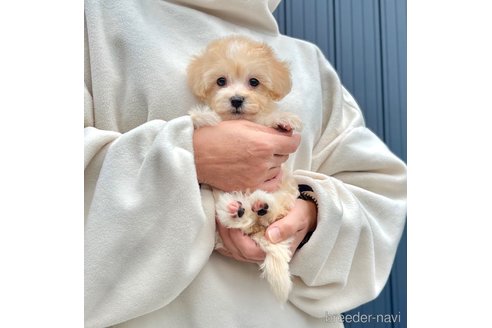 販売中の千葉県のマルプー:マルチーズ×トイプードル-386391の5枚目
