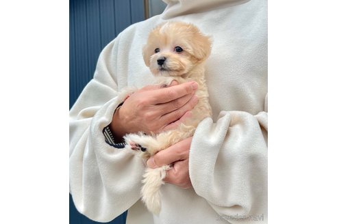 販売中の千葉県のマルプー:マルチーズ×トイプードル-386391の9枚目