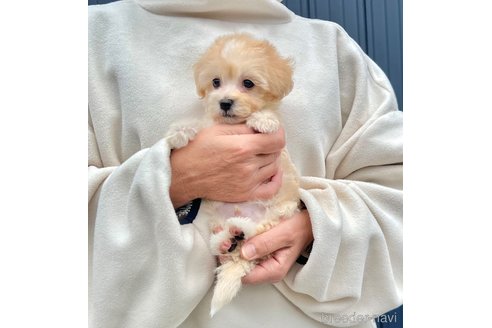 販売中の千葉県のマルプー:マルチーズ×トイプードル-386391の10枚目
