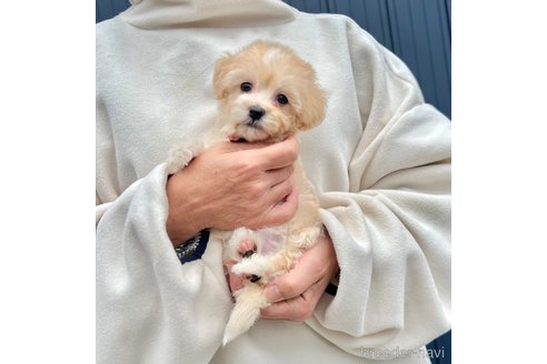 販売中の千葉県のマルプー:マルチーズ×トイプードル-386391の13枚目